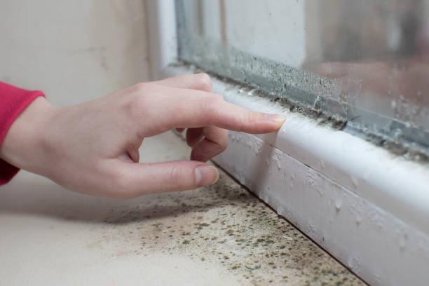 Best Industrial Mold Remediation  in Walton, KY